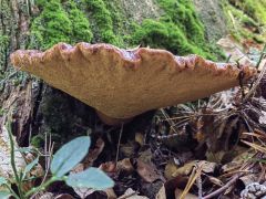 Fistulina hepatica