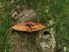 Fistulina hepatica