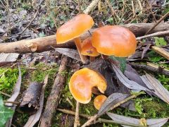 Flammulina elastica