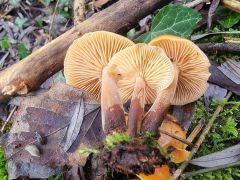 Flammulina elastica