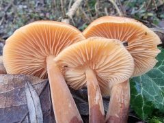 Flammulina elastica