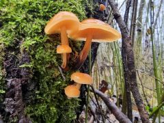 Flammulina velutipes