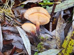 Flammulina velutipes