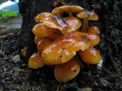 Flammulina velutipes