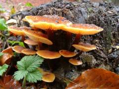 Flammulina velutipes