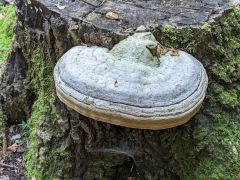 Fomes fomentarius