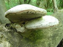 Fomes fomentarius