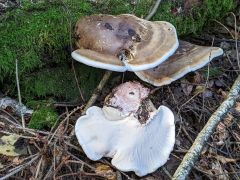 Fomitopsis betulina