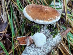 Fomitopsis betulina