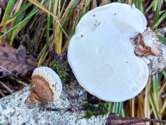 Fomitopsis betulina