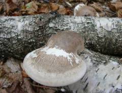 Fomitopsis betulina