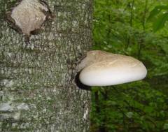 Fomitopsis betulina