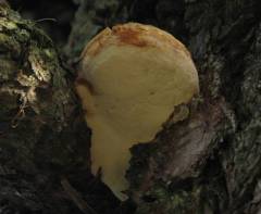 Fomitopsis officinalis