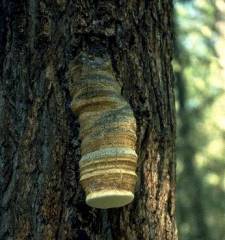 Fomitopsis officinalis