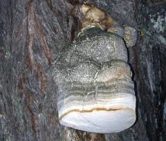 Fomitopsis officinalis