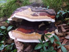 Fomitopsis pinicola