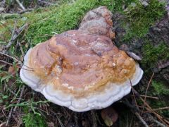 Fomitopsis pinicola