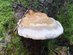 Fomitopsis pinicola