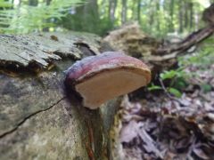 Fomitopsis pinicola