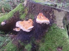 Fomitopsis pinicola