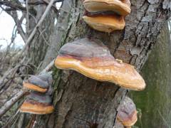 Fomitopsis pinicola