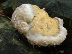 Fomitopsis pinicola