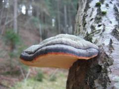 Fomitopsis pinicola