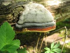 Fomitopsis pinicola