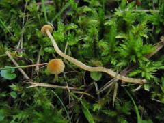 Galerina atkinsoniana