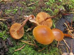 Galerina badipes