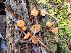 Galerina marginata