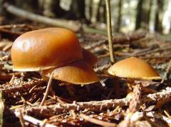 Galerina marginata