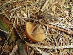 Galerina marginata