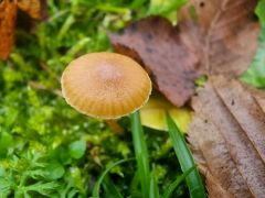 Galerina nana