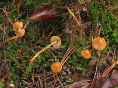 Galerina pumila