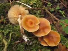 Galerina stylifera