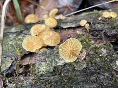 Galerina sulciceps