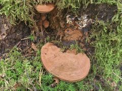 Ganoderma applanatum