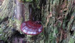 Ganoderma carnosum