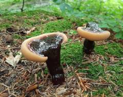 Ganoderma lucidum