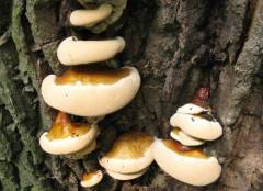 Ganoderma resinaceum