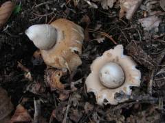 Geastrum fimbriatum