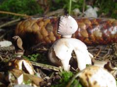 Geastrum quadrifidum