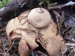 Geastrum rufescens