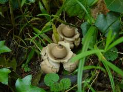 Geastrum triplex