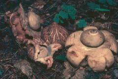 Geastrum triplex