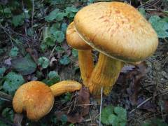 Gymnopilus junonius