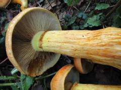 Gymnopilus junonius