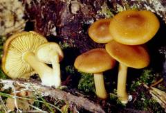 Gymnopilus sapineus