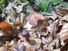 Gymnopus alkalivirens